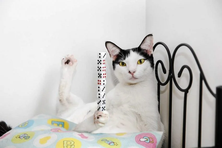 Bibi's Astounding Achievement in Dice Stacking and Record-Breaking ...